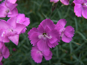 Vivers Càrex - Dianthus corsicus